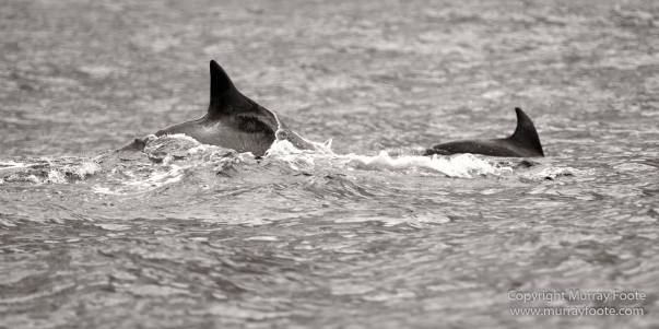 Australia, Crested Terns, Landscape, Lighthouses, Macro, Montague Island, Nature, Photography, seascape, Travel, Whales, Wilderness, Wildlife