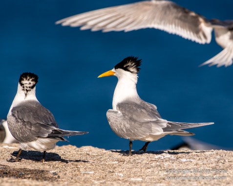 Australia, Crested Terns, Landscape, Lighthouses, Little Penguins, Macro, Montague Island, Nature, Photography, Sea Eagle, Seal, seascape, Travel, Wilderness, Wildlife