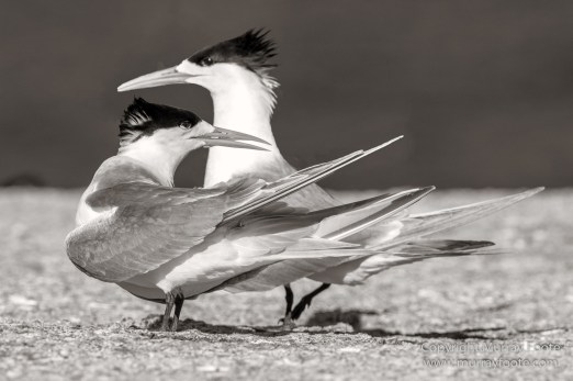 Australia, Crested Terns, Landscape, Lighthouses, Macro, Montague Island, Nature, Photography, seascape, Travel, Whales, Wilderness, Wildlife