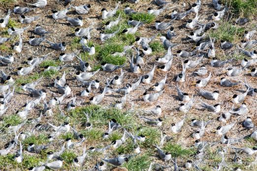 Australia, Crested Terns, Landscape, Lighthouses, Little Penguins, Macro, Montague Island, Nature, Photography, Sea Eagle, Seal, seascape, Travel, Wilderness, Wildlife