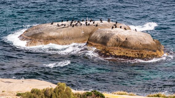 Australia, Crested Terns, Landscape, Lighthouses, Little Penguins, Macro, Montague Island, Nature, Photography, Sea Eagle, Seal, seascape, Travel, Wilderness, Wildlife