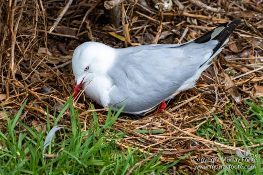 Australia, Crested Terns, Landscape, Lighthouses, Little Penguins, Macro, Montague Island, Nature, Photography, Sea Eagle, Seal, seascape, Travel, Wilderness, Wildlife