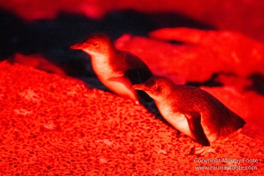 Australia, Crested Terns, Landscape, Lighthouses, Little Penguins, Macro, Montague Island, Nature, Photography, Sea Eagle, Seal, seascape, Travel, Wilderness, Wildlife