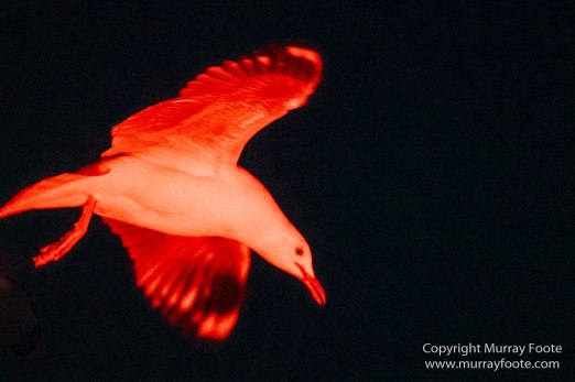 Australia, Crested Terns, Landscape, Lighthouses, Little Penguins, Macro, Montague Island, Nature, Photography, Sea Eagle, Seal, seascape, Travel, Wilderness, Wildlife
