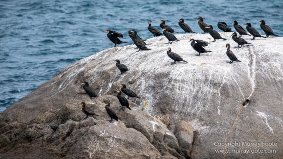 Australia, Crested Terns, Landscape, Lighthouses, Macro, Montague Island, Nature, Photography, seascape, Silver gull, Travel, Wilderness, Wildlife