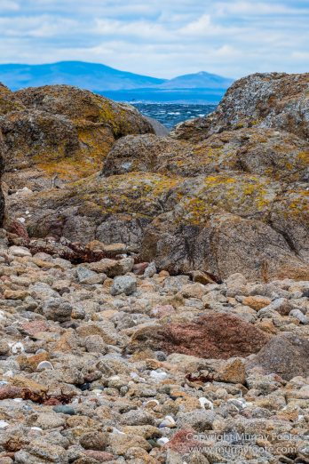 Australia, Crested Terns, Landscape, Lighthouses, Macro, Montague Island, Nature, Photography, seascape, Silver gull, Travel, Wilderness, Wildlife