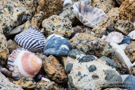 Australia, Crested Terns, Landscape, Lighthouses, Macro, Montague Island, Nature, Photography, seascape, Silver gull, Travel, Wilderness, Wildlife