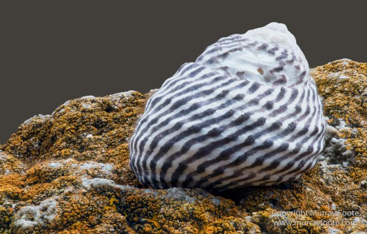 Australia, Crested Terns, Landscape, Lighthouses, Macro, Montague Island, Nature, Photography, seascape, Silver gull, Travel, Wilderness, Wildlife