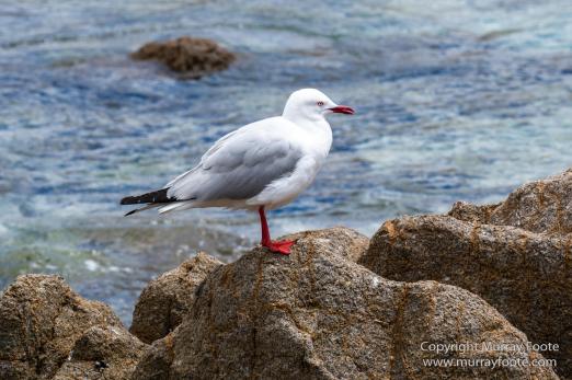 Australia, Crested Terns, Landscape, Lighthouses, Macro, Montague Island, Nature, Photography, seascape, Silver gull, Travel, Wilderness, Wildlife