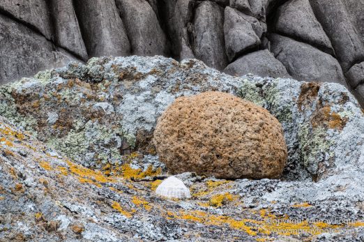 Australia, Crested Terns, Landscape, Lighthouses, Macro, Montague Island, Nature, Photography, seascape, Silver gull, Travel, Wilderness, Wildlife