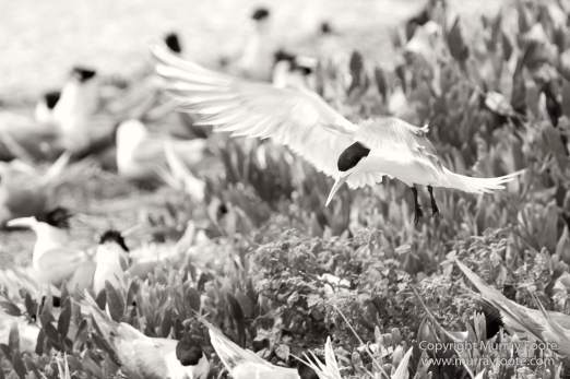 Australia, Crested Terns, Landscape, Lighthouses, Macro, Montague Island, Nature, Photography, seascape, Travel, Whales, Wilderness, Wildlife