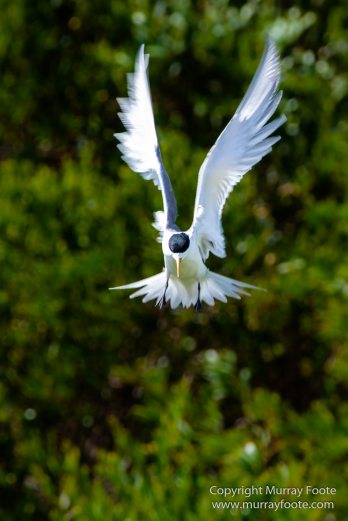 Australia, Crested Terns, Landscape, Lighthouses, Macro, Montague Island, Nature, Photography, seascape, Silver gull, Travel, Wilderness, Wildlife