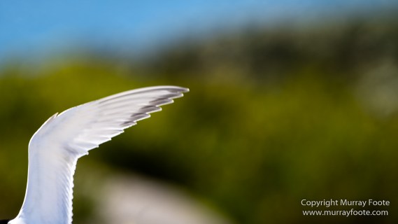Australia, Crested Terns, Landscape, Lighthouses, Macro, Montague Island, Nature, Photography, seascape, Silver gull, Travel, Wilderness, Wildlife