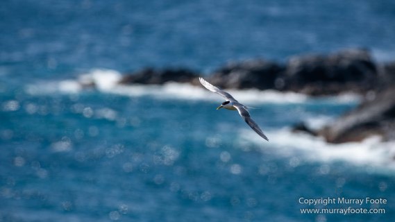 Australia, Crested Terns, Landscape, Lighthouses, Macro, Montague Island, Nature, Photography, seascape, Silver gull, Travel, Wilderness, Wildlife