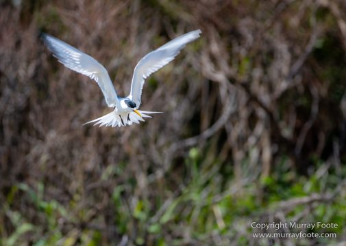 Australia, Crested Terns, Landscape, Lighthouses, Macro, Montague Island, Nature, Photography, seascape, Silver gull, Travel, Wilderness, Wildlife