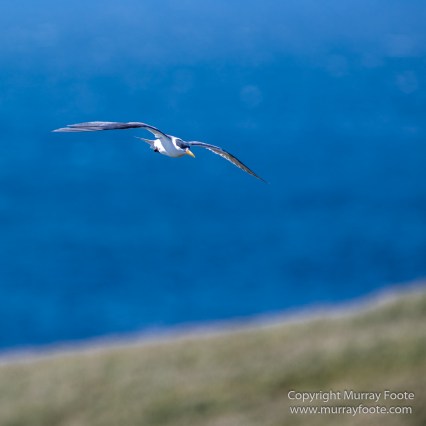 Australia, Crested Terns, Landscape, Lighthouses, Macro, Montague Island, Nature, Photography, seascape, Silver gull, Travel, Wilderness, Wildlife