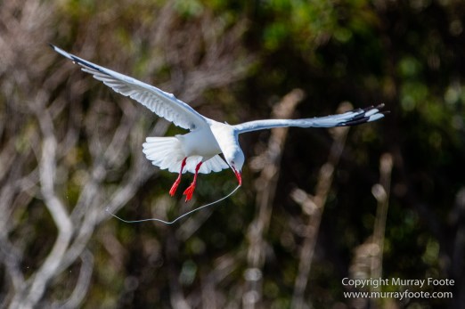 Australia, Crested Terns, Landscape, Lighthouses, Macro, Montague Island, Nature, Photography, seascape, Silver gull, Travel, Wilderness, Wildlife