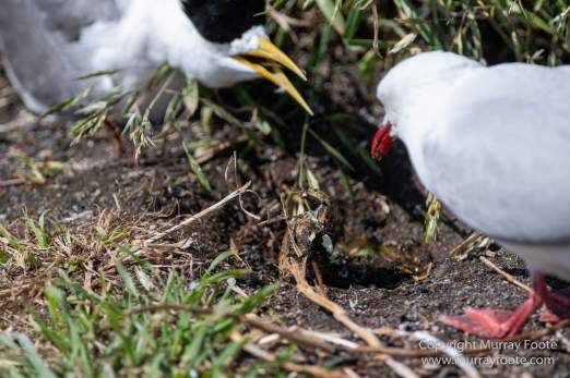 Australia, Crested Terns, Landscape, Lighthouses, Macro, Montague Island, Nature, Photography, seascape, Silver gull, Travel, Wilderness, Wildlife