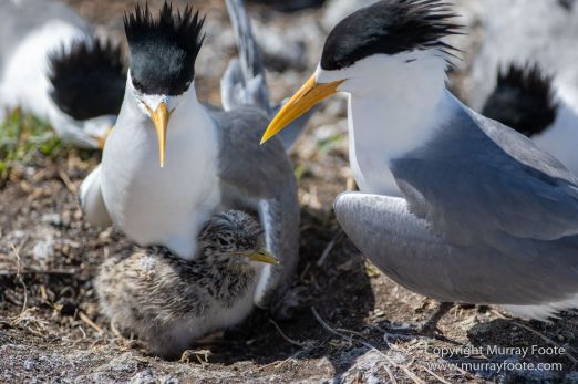 Australia, Crested Terns, Landscape, Lighthouses, Macro, Montague Island, Nature, Photography, seascape, Silver gull, Travel, Wilderness, Wildlife