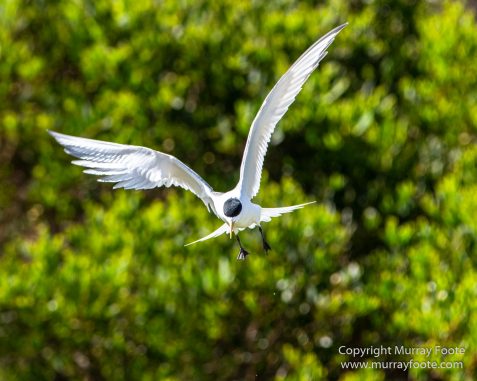 Australia, Crested Terns, Landscape, Lighthouses, Macro, Montague Island, Nature, Photography, seascape, Silver gull, Travel, Wilderness, Wildlife