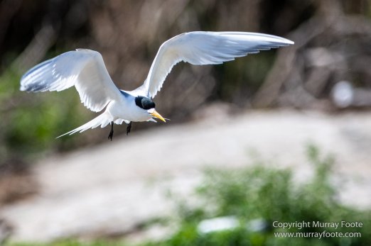 Australia, Crested Terns, Landscape, Lighthouses, Macro, Montague Island, Nature, Photography, seascape, Silver gull, Travel, Wilderness, Wildlife