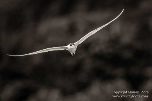 Australia, Crested Terns, Landscape, Lighthouses, Macro, Montague Island, Nature, Photography, seascape, Travel, Whales, Wilderness, Wildlife