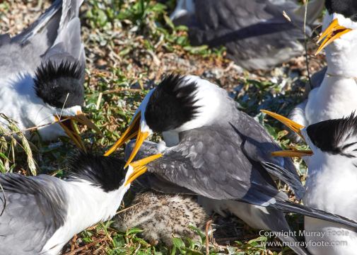 Australia, Crested Terns, Landscape, Lighthouses, Montague Island, Nature, Photography, seascape, Travel, Welcome swallow, Wilderness, Wildlife
