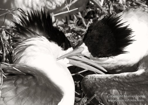 Australia, Crested Terns, Landscape, Lighthouses, Macro, Montague Island, Nature, Photography, seascape, Travel, Whales, Wilderness, Wildlife