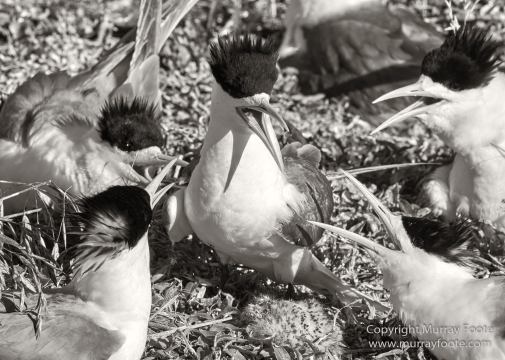 Australia, Crested Terns, Landscape, Lighthouses, Macro, Montague Island, Nature, Photography, seascape, Travel, Whales, Wilderness, Wildlife