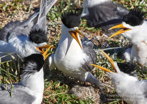 Australia, Crested Terns, Landscape, Lighthouses, Montague Island, Nature, Photography, seascape, Travel, Welcome swallow, Wilderness, Wildlife