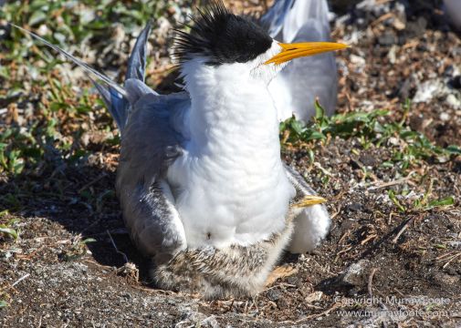 Australia, Crested Terns, Landscape, Lighthouses, Montague Island, Nature, Photography, seascape, Travel, Welcome swallow, Wilderness, Wildlife