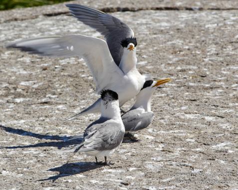 Australia, Crested Terns, Landscape, Lighthouses, Montague Island, Nature, Photography, seascape, Travel, Welcome swallow, Wilderness, Wildlife