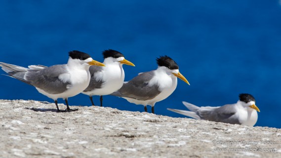 Australia, Crested Terns, Landscape, Lighthouses, Montague Island, Nature, Photography, seascape, Travel, Welcome swallow, Wilderness, Wildlife