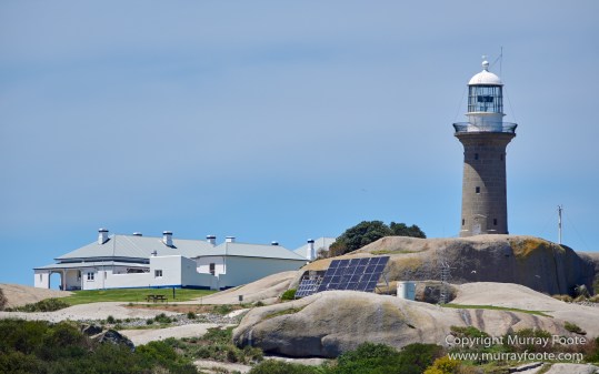 Australia, Crested Terns, Landscape, Lighthouses, Montague Island, Nature, Photography, seascape, Travel, Welcome swallow, Wilderness, Wildlife