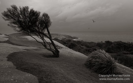 Australia, Crested Terns, Landscape, Lighthouses, Macro, Montague Island, Nature, Photography, seascape, Travel, Whales, Wilderness, Wildlife