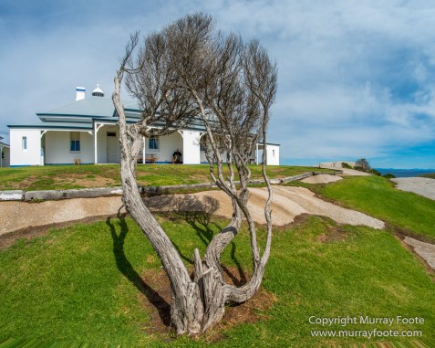Australia, Crested Terns, Landscape, Lighthouses, Little Penguins, Macro, Montague Island, Nature, Photography, Sea Eagle, Seal, seascape, Travel, Wilderness, Wildlife