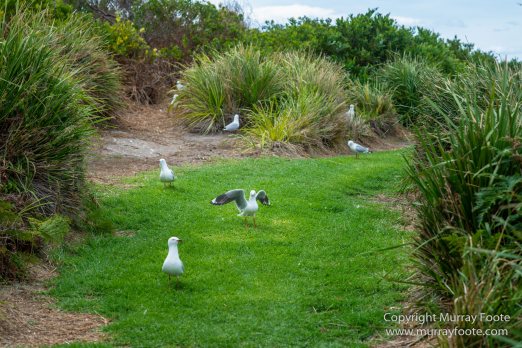 Australia, Crested Terns, Landscape, Lighthouses, Little Penguins, Macro, Montague Island, Nature, Photography, Sea Eagle, Seal, seascape, Travel, Wilderness, Wildlife