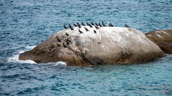 Australia, Crested Terns, Landscape, Lighthouses, Macro, Montague Island, Nature, Photography, seascape, Silver gull, Travel, Wilderness, Wildlife