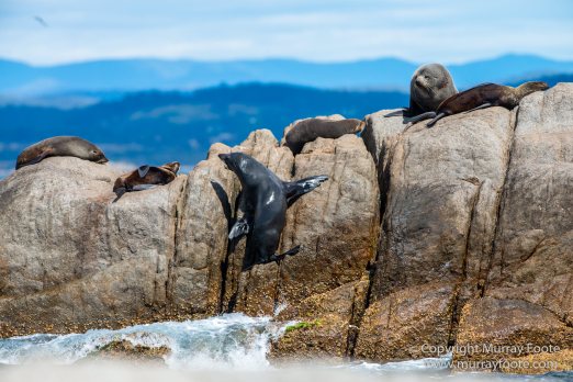 Australia, Crested Terns, Landscape, Lighthouses, Macro, Montague Island, Nature, Photography, seascape, Silver gull, Travel, Wilderness, Wildlife