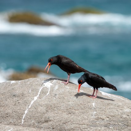 Australia, Crested Terns, Landscape, Lighthouses, Macro, Montague Island, Nature, Photography, seascape, Silver gull, Travel, Wilderness, Wildlife