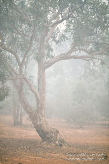 Australia, Birds, Canberra, Crimson Rosella, Cunningham's Skink, Echidna, Fires, Kangaroos, Landscape, Nature, Photography, Shingleback, Smoke, Travel, Wildlife