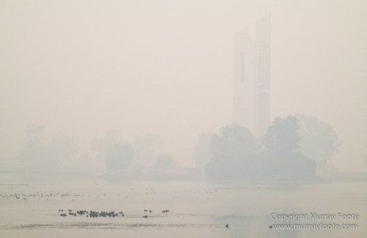 Australia, Birds, Canberra, Crimson Rosella, Cunningham's Skink, Echidna, Fires, Kangaroos, Landscape, Nature, Photography, Shingleback, Smoke, Travel, Wildlife