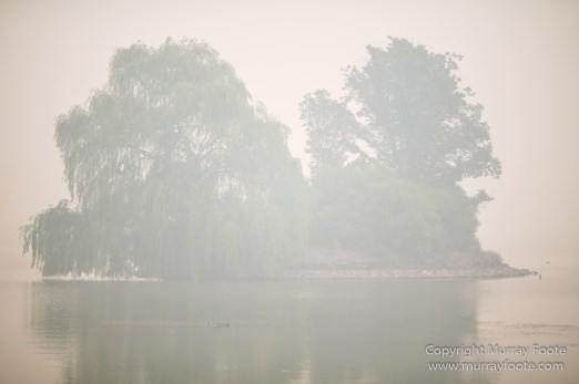 Australia, Birds, Canberra, Crimson Rosella, Cunningham's Skink, Echidna, Fires, Kangaroos, Landscape, Nature, Photography, Shingleback, Smoke, Travel, Wildlife