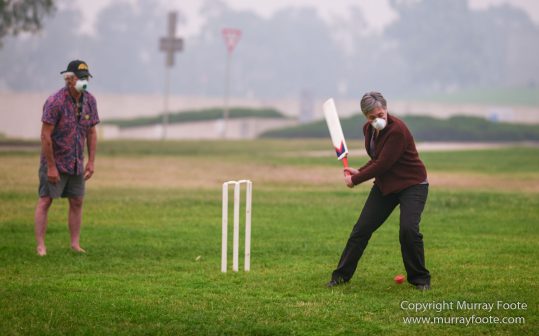 Australia, Birds, Canberra, Crimson Rosella, Cunningham's Skink, Echidna, Fires, Kangaroos, Landscape, Nature, Photography, Shingleback, Smoke, Travel, Wildlife