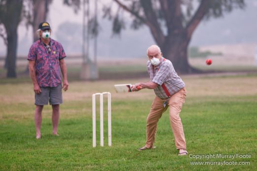 Australia, Birds, Canberra, Crimson Rosella, Cunningham's Skink, Echidna, Fires, Kangaroos, Landscape, Nature, Photography, Shingleback, Smoke, Travel, Wildlife