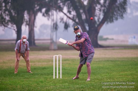 Australia, Birds, Canberra, Crimson Rosella, Cunningham's Skink, Echidna, Fires, Kangaroos, Landscape, Nature, Photography, Shingleback, Smoke, Travel, Wildlife