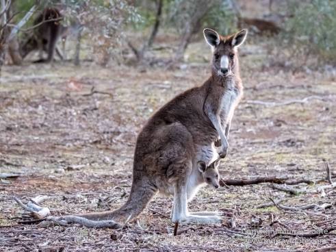 Australia, Birds, Canberra, Crimson Rosella, Cunningham's Skink, Echidna, Fires, Kangaroos, Landscape, Nature, Photography, Shingleback, Smoke, Travel, Wildlife