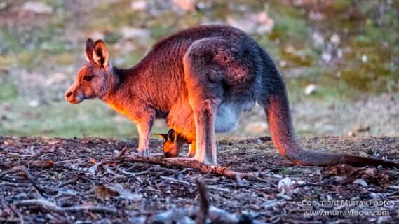 Australia, Birds, Canberra, Crimson Rosella, Cunningham's Skink, Echidna, Fires, Kangaroos, Landscape, Nature, Photography, Shingleback, Smoke, Travel, Wildlife