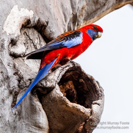 Australia, Birds, Canberra, Crimson Rosella, Cunningham's Skink, Echidna, Fires, Kangaroos, Landscape, Nature, Photography, Shingleback, Smoke, Travel, Wildlife