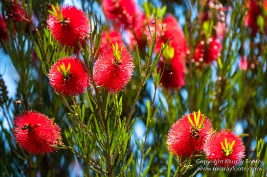Australia, Birds, Canberra, Crimson Rosella, Cunningham's Skink, Echidna, Fires, Kangaroos, Landscape, Nature, Photography, Shingleback, Smoke, Travel, Wildlife